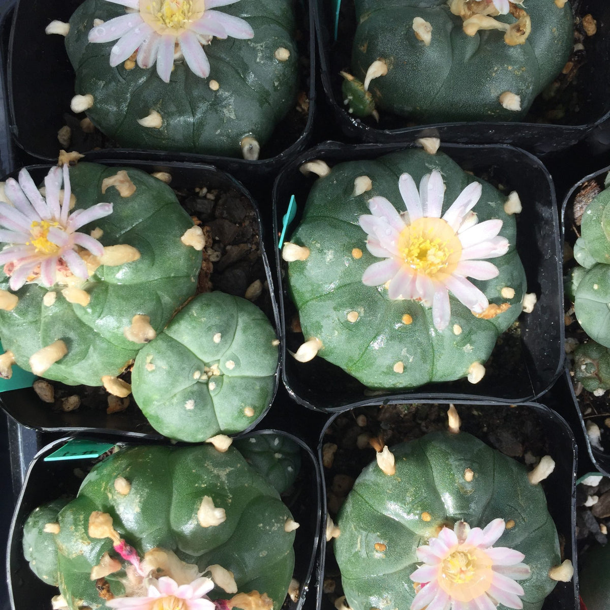 PEYOTE CACTUS Lophophora williamsii ***Canada addresses only*** Ferri