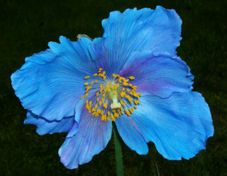 BLUE POPPY <br>Meconopsis sheldonii Lingholm