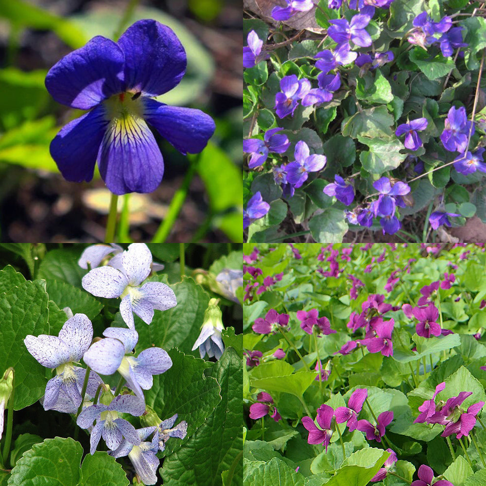 VIOLET MIX 'Sorority Sisters' Viola sororia – Ferri Seeds