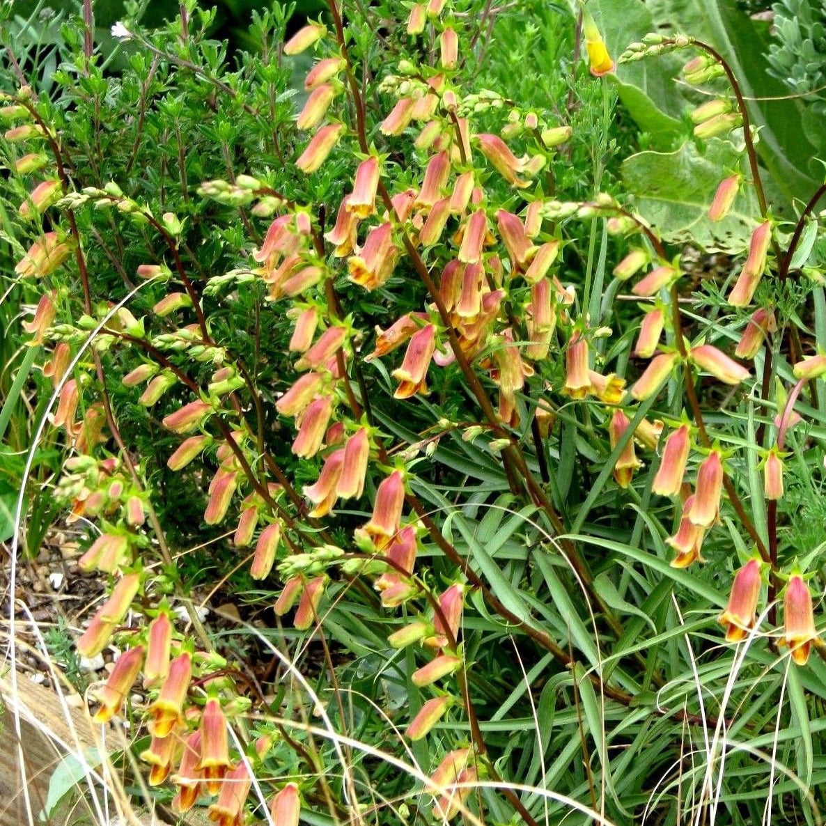 SUNSET FOXGLOVE Digitalis obscura Ferri Seeds