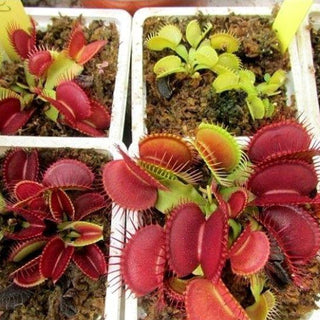 VENUS FLYTRAP RED MIX <br>Dionaea muscipula