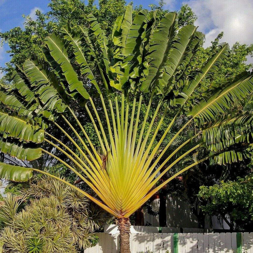 Ravenala Madagascariensis * Traveler's Palm * Madagascar Bird of Parad –  IDSeeds Farm