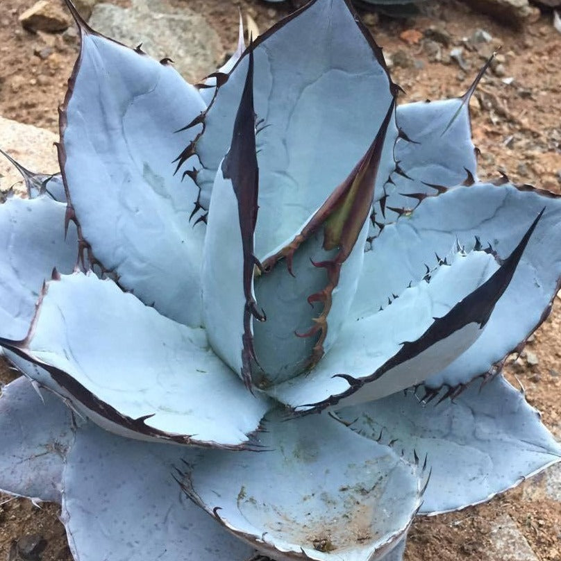 ALABASTER WHITE/BLUE CHALK AGAVE Agave titanota 'Blue'