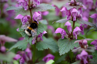Plants For Butterflies, Bees & Pollinators