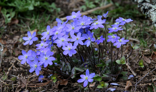 Perennial Seeds