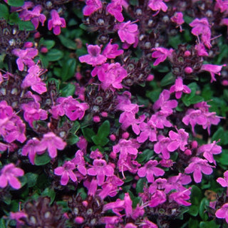 Zone 4