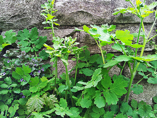 Chelidonium majus <br>GREATER CELANDINE