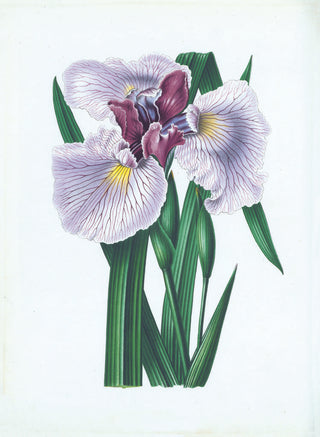Iris ensata <br>JAPANESE IRIS, WATER IRIS