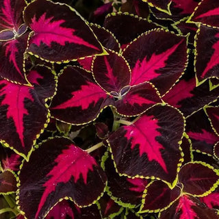 Coleus blumei <br>COLEUS 'MESMERIZE CHOCOLATE'