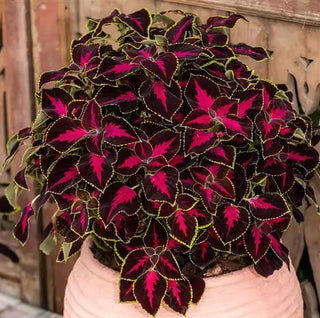 Coleus blumei <br>COLEUS 'MESMERIZE CHOCOLATE'