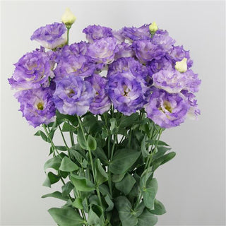 Eustoma grandiflorum <br>LISIANTHUS BLUE FLASH