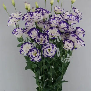 Eustoma grandiflorum <br>LISIANTHUS BLUE PICOTEE MEGALO
