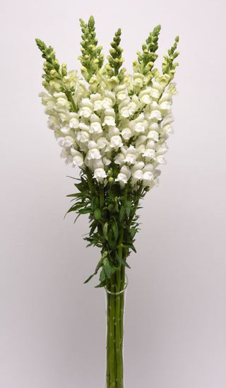 Antirrhinum majus <br>SNAPDRAGON POTOMAC WHITE