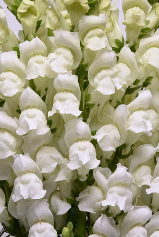 Antirrhinum majus <br>SNAPDRAGON POTOMAC WHITE