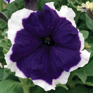 Petunia <br>PETUNIA FROST BLUE