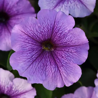 PETUNIA ORCHID MADNESS