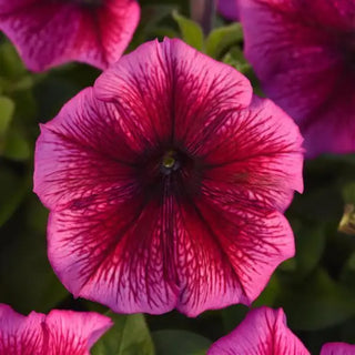 PETUNIA PLUM MADNESS