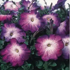 PETUNIA BLUE MORN MERLIN