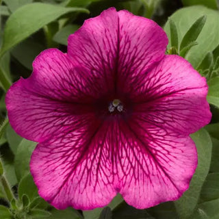 PETUNIA PLUM HURRAH