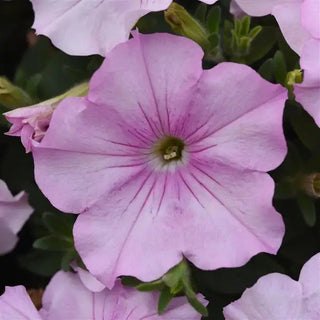 PETUNIA EASY WAVE PINK PEARL