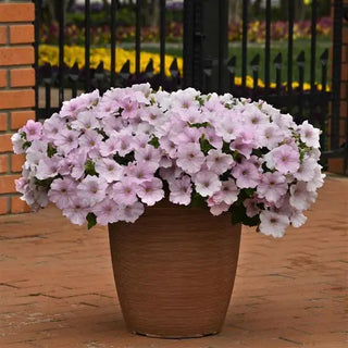 PETUNIA EASY WAVE PINK PEARL