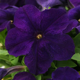 PETUNIA BLUE EZ RIDER