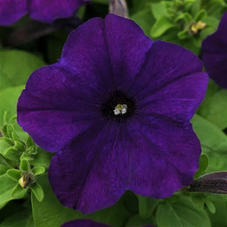 PETUNIA BLUE LO RIDER
