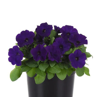 PETUNIA BLUE LO RIDER