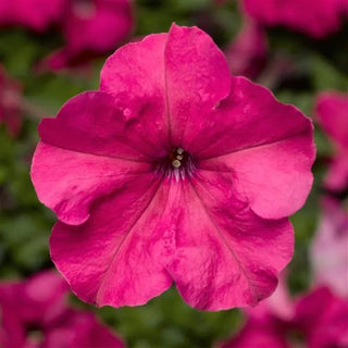 PETUNIA PINK DUVET