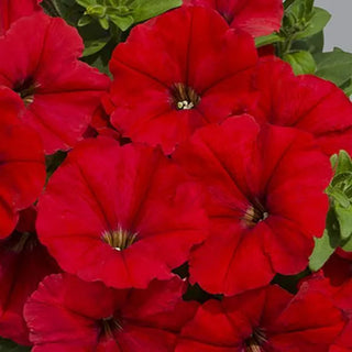 PETUNIA RED MAMBO <br>Compact