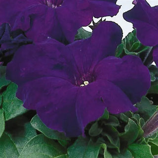 PETUNIA BLUE LIMBO
