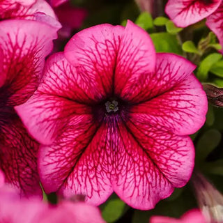 PETUNIA PLUM LIMBO