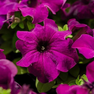 Petunia <br>DEEP PURPLE PETUNIA LIMBO