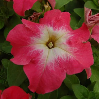 PETUNIA SALMON LIMBO