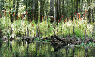 Lobelia cardinalis albiflora <br>CARDINAL FLOWER 'WHITE CARDINAL'