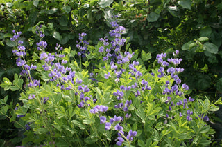 Baptistia australis <br>BLUE WILD INDIGO, FALSE INDIGO