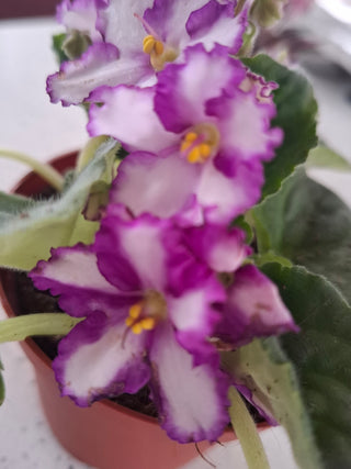 Saintpaulia <br>AFRICAN VIOLET <br>Leaf Cutting Pre-Order