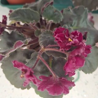 Saintpaulia <br>AFRICAN VIOLET CURLY CHERRY <br>Leaf Cutting Pre-Order