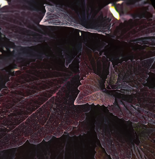 Coleus blumei <br>COLEUS NEW TYPES MIX