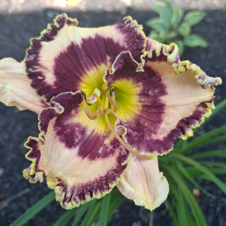 Hemerocalis <br>DAYLILY PURPLE EYE & RUFFLES