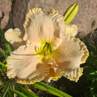 Hemerocalis <br>DAYLILY YELLOW RUFFLED