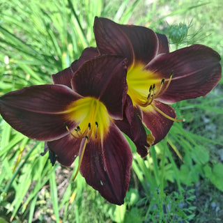 Hemerocalis <br>DAYLILY DARK