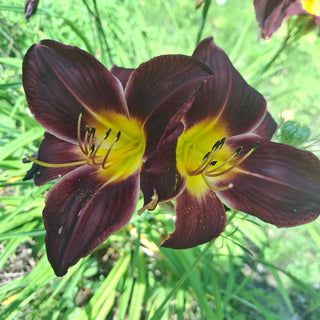 Hemerocalis <br>DAYLILY DARK