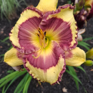 Hemerocalis <br>DAYLILY YELLOW & LILAC