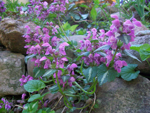 Lamium maculatum <br>SPOTTED DEAD-NETTLE