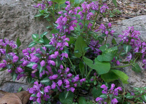 Lamium maculatum <br>SPOTTED DEAD-NETTLE