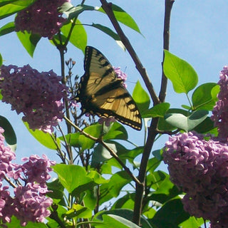 Dictamnus <br>PINK GAS PLANT, BURNING BUSH