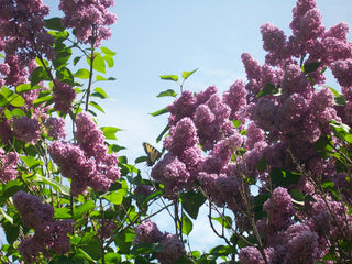 Syringa vulgaris <br>FRENCH LILAC