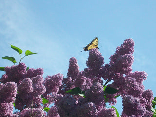 Syringa vulgaris <br>FRENCH LILAC