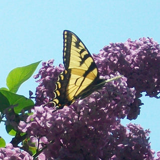 Dictamnus <br>PINK GAS PLANT, BURNING BUSH